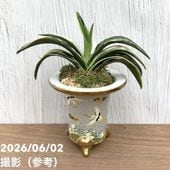 現品お届け】豊明園 万年青 オモト 大八州 陶器鉢（O14）｜観葉10-TU