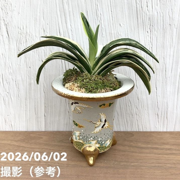 現品お届け】豊明園 万年青 オモト 新生殿（しんせいでん）錦鉢（O81