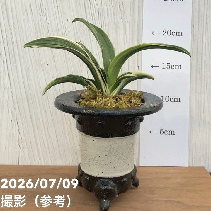観葉・多肉,万年青（オモト）の購入なら赤塚植物園オンライン 花の音