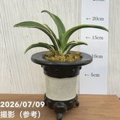 決算P5倍！10%OFF！8/2まで】【現品お届け】豊明園 万年青 オモト 嶺雲
