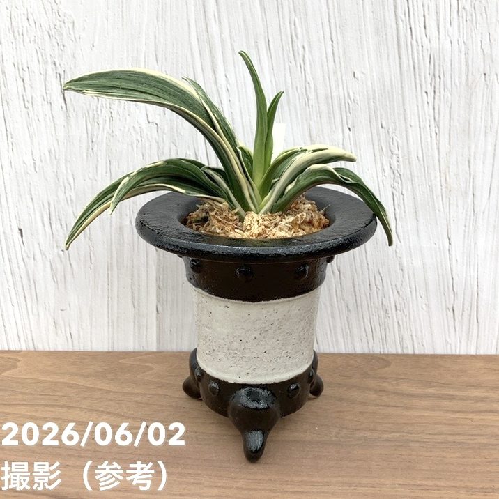 現品お届け】豊明園 万年青 オモト 新生殿（しんせいでん）黒鉢（O82