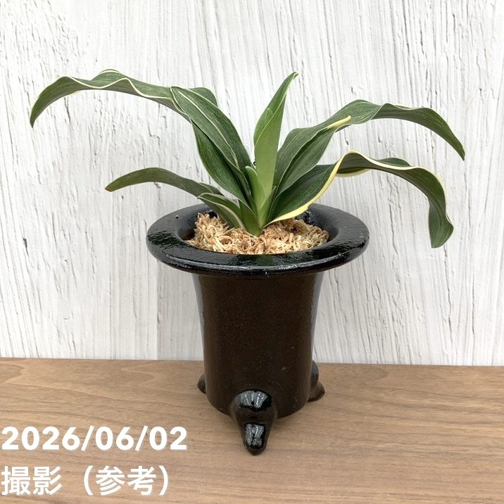 観葉・多肉,万年青（オモト）の購入なら赤塚植物園オンライン 花の音