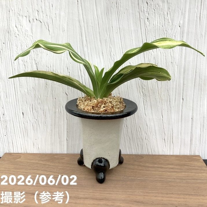 観葉・多肉,万年青（オモト）の購入なら赤塚植物園オンライン 花の音