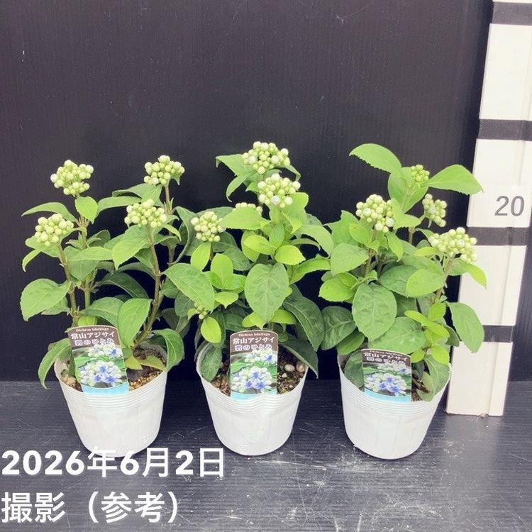 花木・庭木,アジサイ類,アジサイの購入なら赤塚植物園オンライン 花の