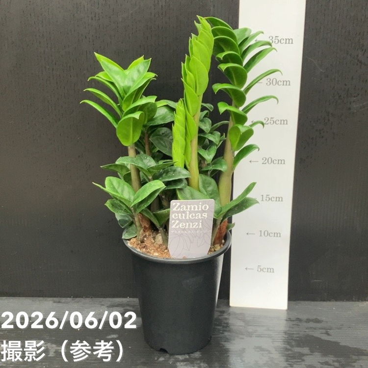 赤塚植物園オンライン 花の音の商品一覧ページ 運営 株式会社 赤塚植物園