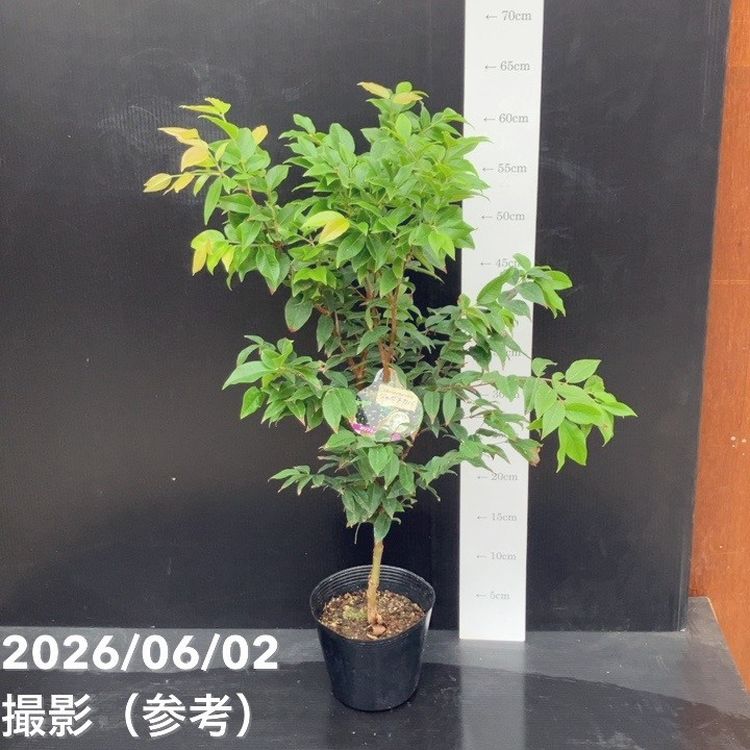 ジャボチカバ 4号｜果樹10-TU | 果樹,[珍しい果樹] | 赤塚植物園