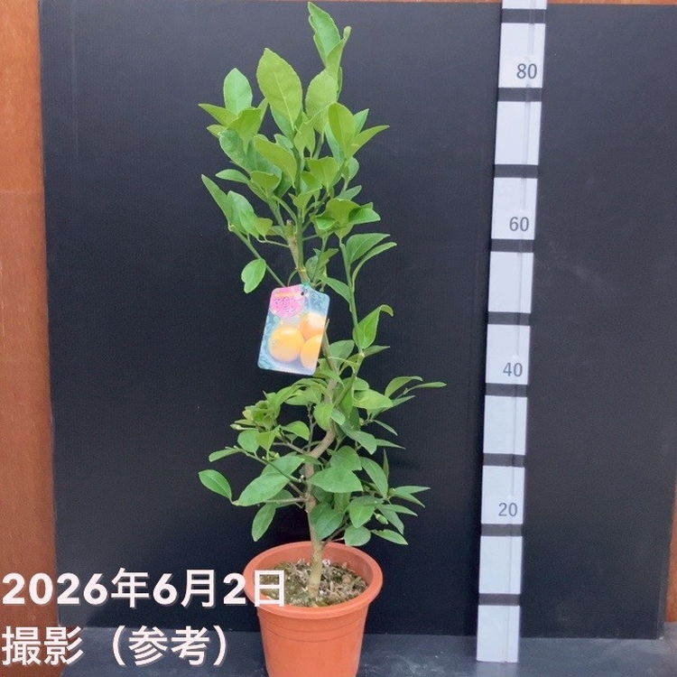 果樹,柑橘,レモンの購入なら赤塚植物園オンライン 花の音｜花苗