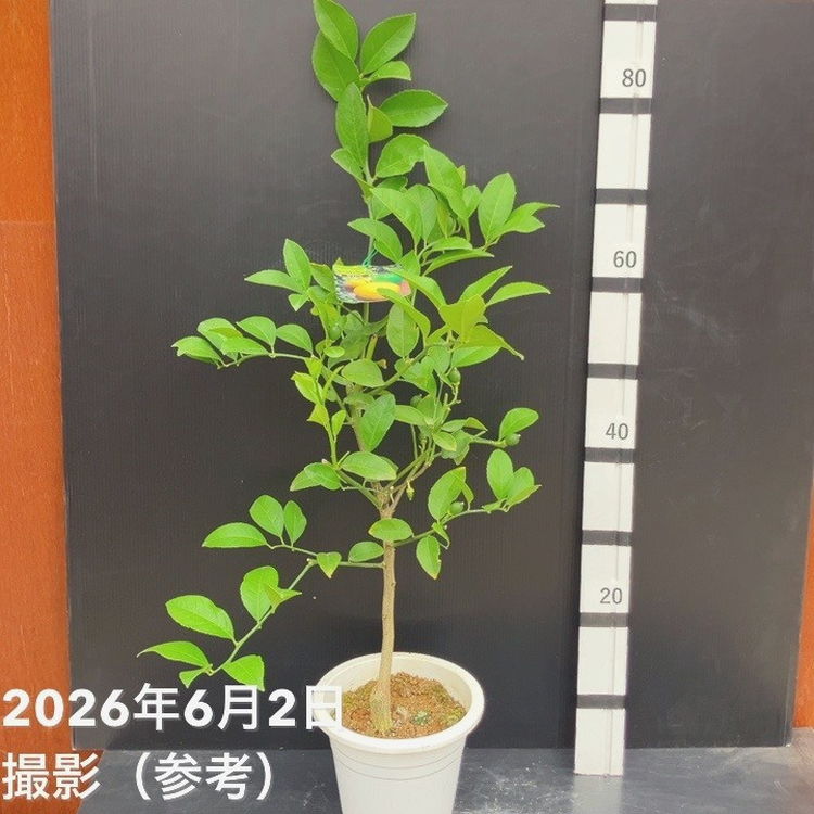 サイパンレモン 6号｜果樹10-TU | 果樹,柑橘,レモン | 赤塚植物園