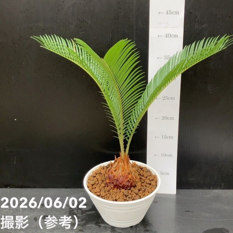 観葉・多肉,ソテツ類の購入なら赤塚植物園オンライン 花の音｜花苗