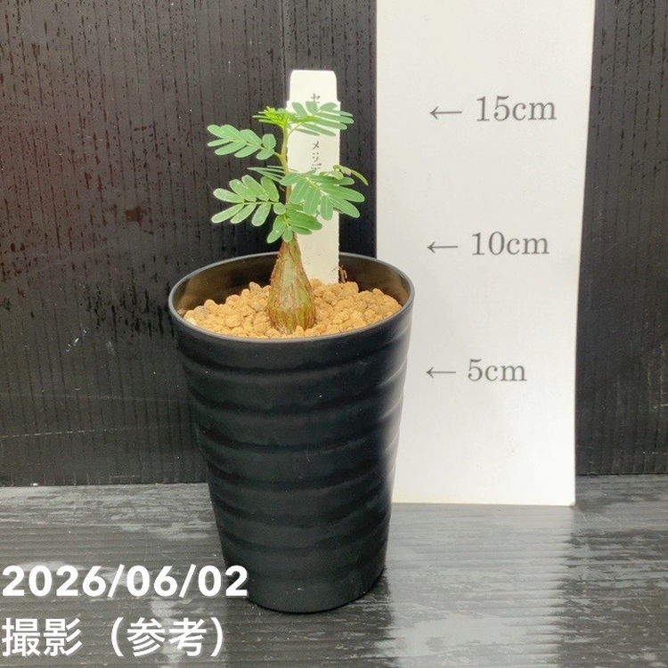 【65周年記念セール】カッシア（センナ） メリディオナリス 3号｜観葉10-TU