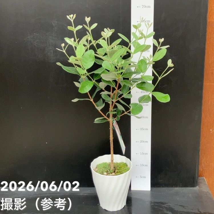 フェイジョア 5号｜果樹10-TU | 果樹 | 赤塚植物園オンライン 花の音
