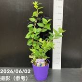 65周年記念セール】ブルーベリー 5号 2種植え（シャープブルー