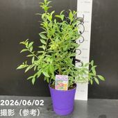 ブルーベリー サザンハイブッシュ系 ブルーデキシー（接木苗）4.5～5号