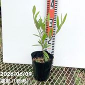 オリーブ ひなかぜ 3.5号 さらにお得な4株セット｜果樹01-D1 | 花木