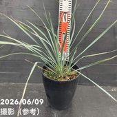 65周年記念セール】ユッカ 6号 リネアリフォリア（Yucca linearifolia