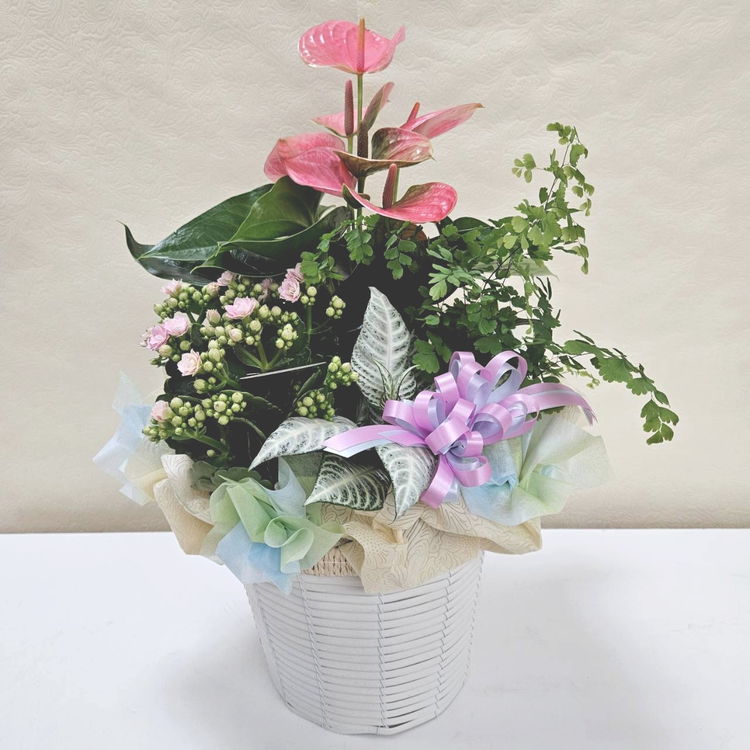 ＊*..彩り豊かなお花が溢れるガーデンアレンジ..＊°..お花の贈り物ケース付き 寄せ植え・アレンジ,その他アレンジの購入なら赤塚植物園オンライン 花
