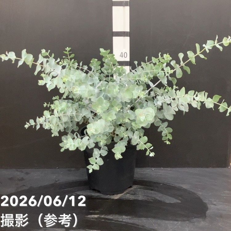 花木・庭木,[オージープランツ]の購入なら赤塚植物園オンライン 花の音