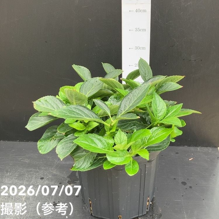 花木・庭木,アジサイ類の購入なら赤塚植物園オンライン 花の音｜花苗