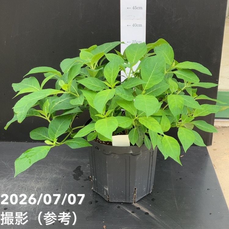 花木・庭木,アジサイ類,アジサイの購入なら赤塚植物園オンライン 花の