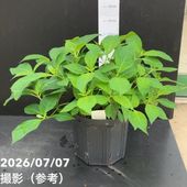 決算P5倍！10%OFF！8/2まで】アジサイ てててまり（ピンク）5号｜花木
