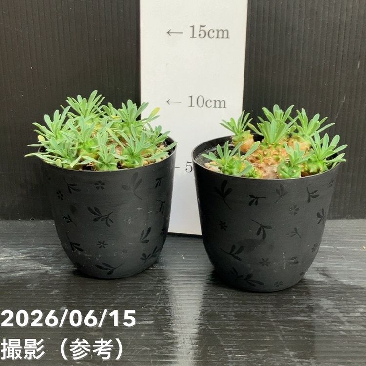 65周年記念セール】ユーフォルビア ビガサン 3.5号 2鉢セット｜観葉10
