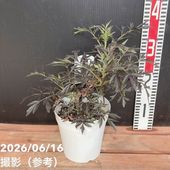 ドラセナ ゴールディアナ 5号｜観葉04-PA | 観葉・多肉 | 赤塚植物園