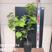 アメリカハナズオウ フローティングクラウド 7号｜花木04-PA | 花木