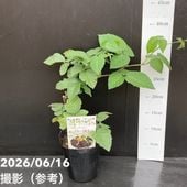 洋梨 ラ・フランス 5号ロングポット｜果樹04-PA | 果樹 | 赤塚植物園