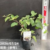 決算P5倍！10%OFF！8/2まで】観音竹 白雪の宝 4号｜観葉10-TU | 観葉