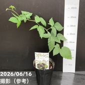レッドストロベリーグァバ 4号｜果樹04-PA | 果樹 | 赤塚植物園