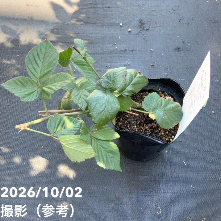 ブラックベリー