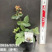 デザートライム 4.5号（接木）｜果樹10-TU | 果樹,柑橘,フィンガー