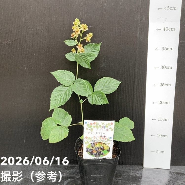 65周年記念セール】ブラックベリー ヒマラヤ 4号｜果樹10-TU | 果樹