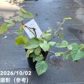 フェイジョア マリアン 5号｜果樹04-PA | 果樹 | 赤塚植物園オンライン