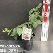アグラオネマ ニティドゥム カーティシー 5 アグラオネマ ニティ