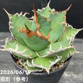 アガベ 3.5号 パリー トランカータ parryi truncata｜観葉01-D1 | 観葉