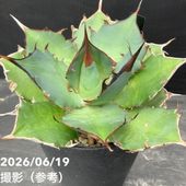 現品お届け】アガベ 5号 赤牙龍 Agave salmiana（A15）｜観葉01-D1