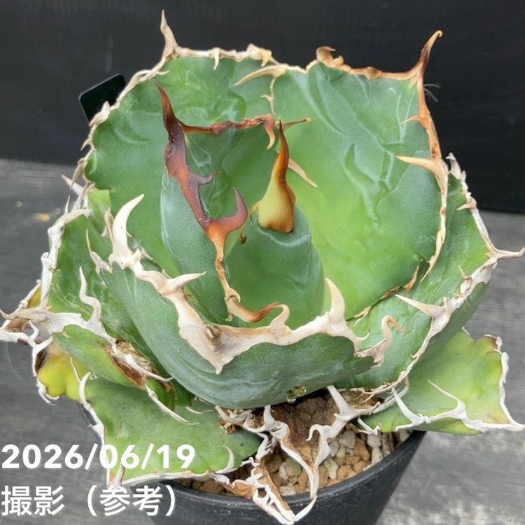 アガベ 4号 白鯨｜観葉10-TU | 観葉・多肉,アガベ | 赤塚植物園