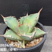 【こんすけさま専用】アガベアメリカーナA アガベ 5号 アメリカーナ 華厳（けごん）｜観葉04-PA | 観葉・多肉