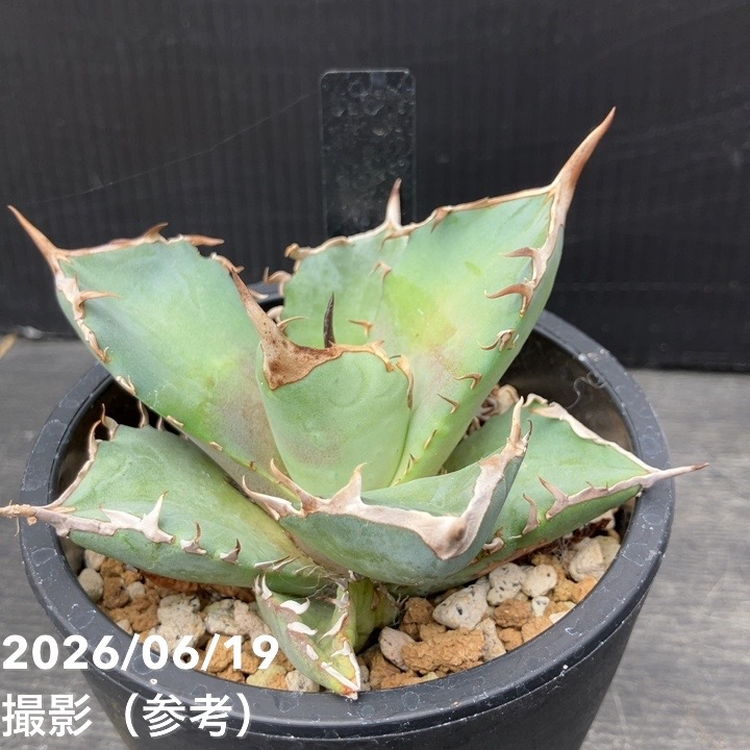 アガベ 3.5号 鳳凰｜観葉10-TU | 観葉・多肉,アガベ | 赤塚植物園