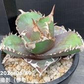 アガベ 3.5号 龍牙｜観葉10-TU | 観葉・多肉,アガベ | 赤塚植物園