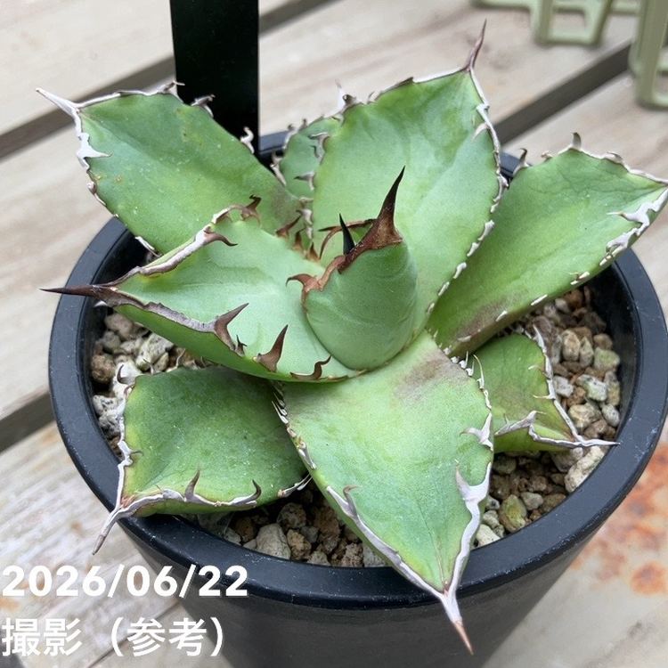 アガベ 3.5号 黒犀牛｜観葉10-TU | 観葉・多肉,アガベ | 赤塚植物園