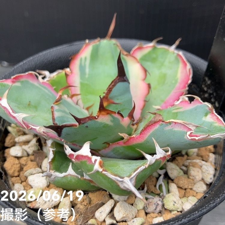 □キーワードから探す,ドライガーデンの購入なら赤塚植物園オンライン