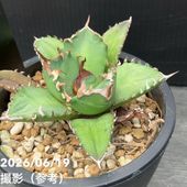 現品お届け】アガベ 5号 赤牙龍 Agave salmiana（A15）｜観葉01-D1