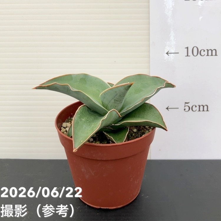 サンスベリア 2.5号 ブルーキュー 生産鉢仕様｜観葉02-D2 | 観葉・多肉