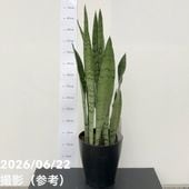 サンスベリア 6号 マフィンガ｜観葉02-D2 | 観葉・多肉,サンセベリア