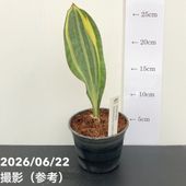 サンスベリア 6号 マフィンガ｜観葉02-D2 | 観葉・多肉,サンセベリア