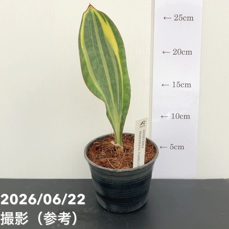 【ダブルヘッド⭐︎ サンスベリア・タワー　バリエガータ　ムッチムチ！】（斑入り） サンスベリア 3.5号 マッソニアナ バリエガータ 斑入り 厳選株 生産鉢