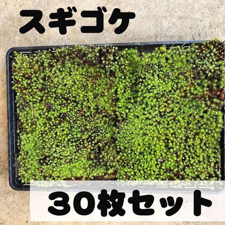 □キーワードから探す,グランドカバーの購入なら赤塚植物園オンライン