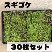 決算P5倍！8/2まで】苔トレー スナゴケ 砂苔｜山野04-PA
